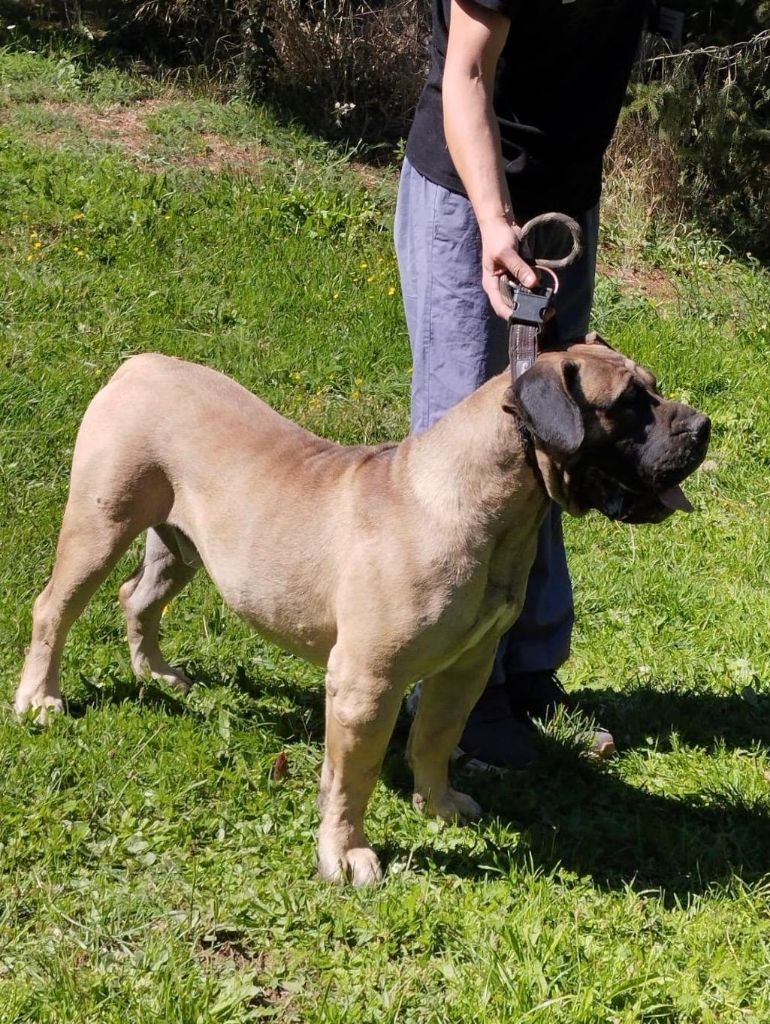 El Véhêmach' Uraccan