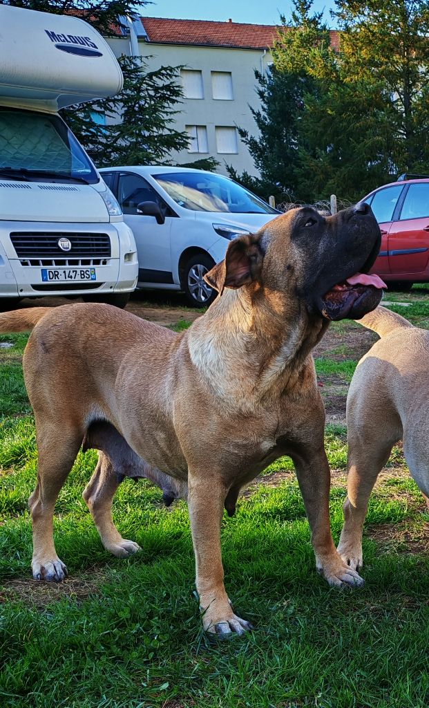 S'étoile von den velay bergen