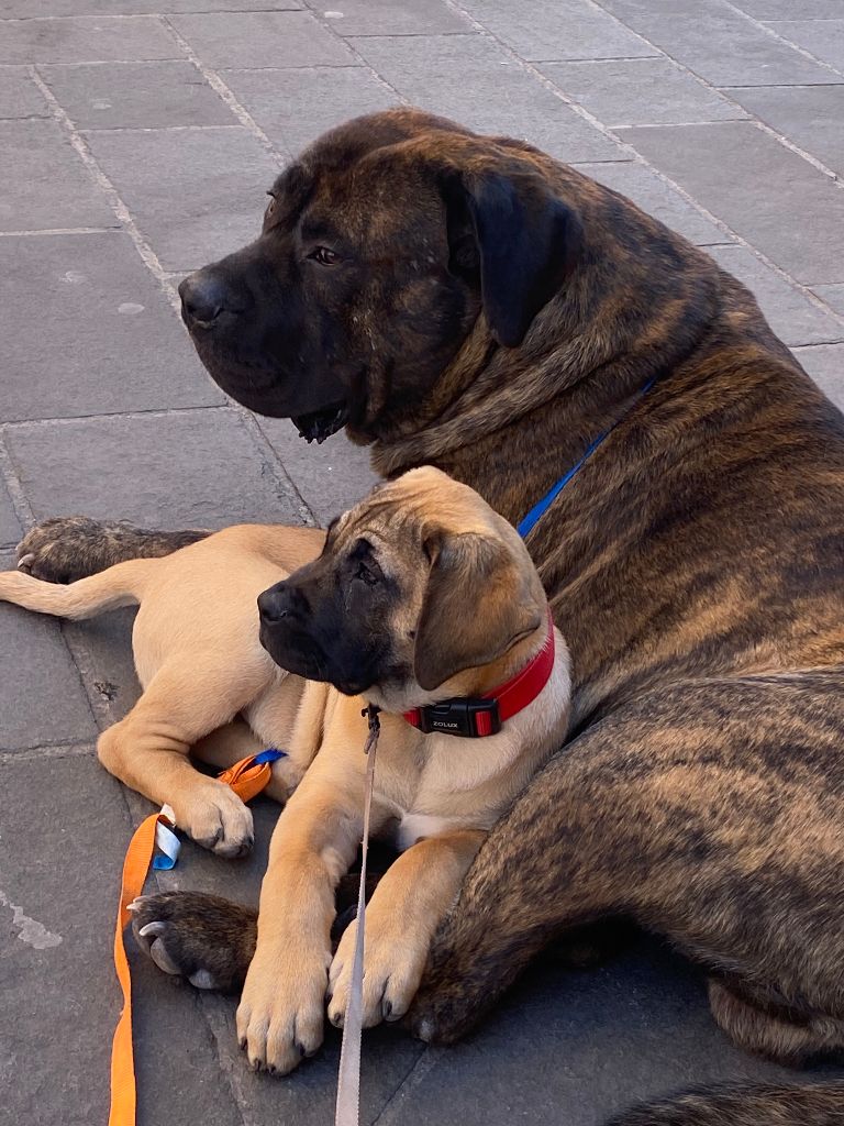 Chiot Dogo Canario von den velay bergen