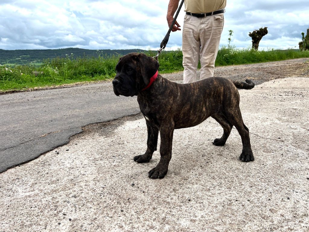 von den velay bergen - Chiots disponibles - Dogo Canario