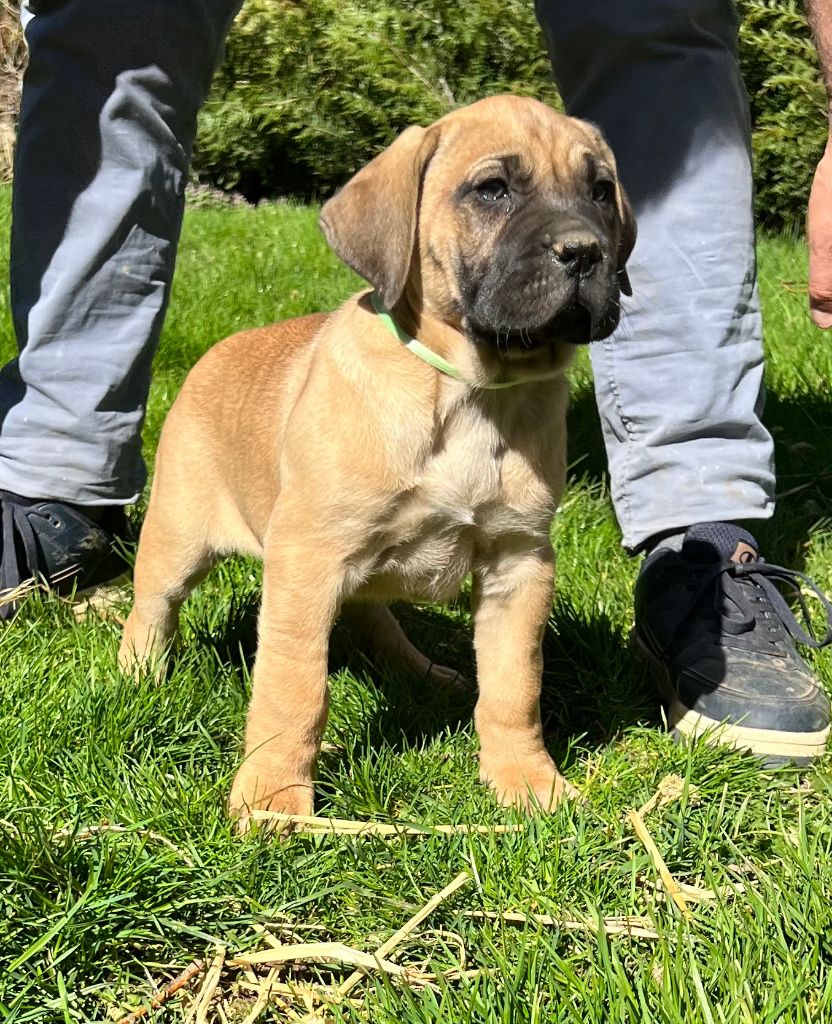 von den velay bergen - Chiots disponibles - Dogo Canario