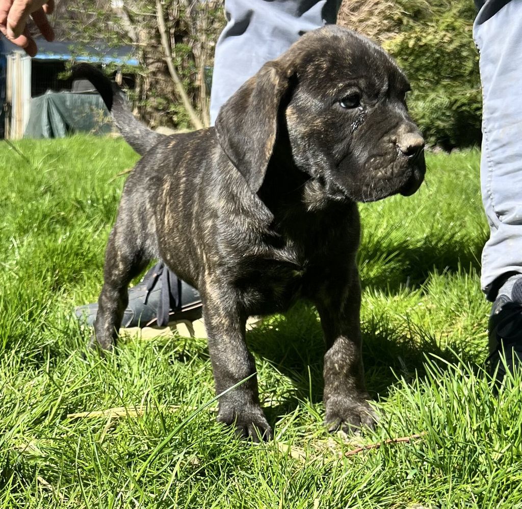 von den velay bergen - Chiots disponibles - Dogo Canario