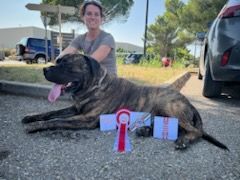 Chiot Dogo Canario von den velay bergen